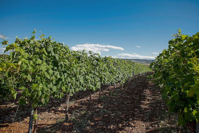 Terra Thiva Vineyards